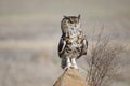 Spotted Cape Eagle Owl sitting on rock. Royalty Free Stock Photo