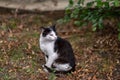 A spotted cat with black and white spots sits in the garden. Portrait of a pet. Royalty Free Stock Photo