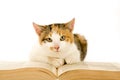 Spotted cat and book, isolated