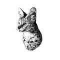 Spotted cat breed Serval head looks away