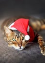 a spotted cat lying on the sofa in a red hat