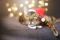 a spotted cat in a santa clause's costume lying on the sofa surrounded by a lot of lights