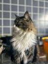 Tabby cat attentive, something catches his attention Royalty Free Stock Photo
