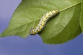 Spotted caterpillar
