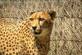Depressed Caged Cheetah In Rehabilitation Center
