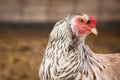 Spotted Chicken Headshot Royalty Free Stock Photo