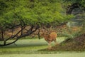 Spotted or Chital or Cheetal or Chital deer or axis axis in natural green background at keoladeo national park bharatpur india