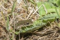 Spotted Chorus Frog (Pseudacris clarkii)