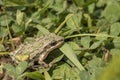 Spotted Chorus Frog (Pseudacris clarkii)