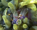 Spotted cleaner shrimp Royalty Free Stock Photo