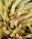 Spotted Cleaner Shrimp (periclimenes yucatanicus)