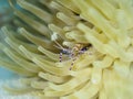 Spotted Cleaner Shrimp, Periclimenes yucatanicus. CuraÃÂ§ao, Lesser Antilles, Caribbean