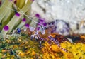 Spotted cleaner shrimp