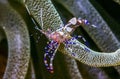 Spotted cleaner shrimp