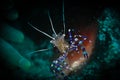 Spotted cleaner shrimp on the reefs in St Martin, Dutch Caribeban