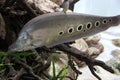 Spotted (clown) knifefish underwater