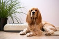 spotted cocker spaniel sitting beside a calming sound machine