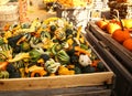 Spotted colorful pumpkins