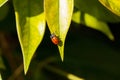 Spotted Convergent lady beetle also called the ladybug Hippodamia convergens