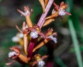 Spotted Coral Root Orchid