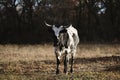 Spotted Corriente cow in Texas winter field