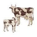 Spotted cow and calf. Farm animals familie.