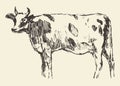 Spotted cow dutch cattle breed hand drawn sketch Royalty Free Stock Photo