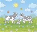 Spotted cow family walking on a green field Royalty Free Stock Photo