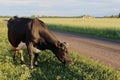 A spotted cow grazes the grass in a meadow by the road. Royalty Free Stock Photo