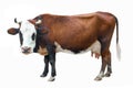 Spotted cow isolated Royalty Free Stock Photo