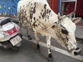 Spotted cow on the street, Varanasi India