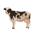 Spotted cow vector illustration farm cattle animal collection. Royalty Free Stock Photo