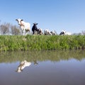 Spotted cows in green grassy dutch meadow under blue sky reflected in water of canal Royalty Free Stock Photo