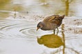 Spotted Crake bird Royalty Free Stock Photo