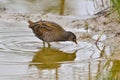 Spotted Crake bird Royalty Free Stock Photo