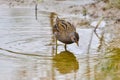 Spotted Crake bird Royalty Free Stock Photo