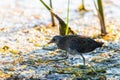 Spotted Crake or Porzana porzana bird Royalty Free Stock Photo