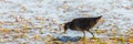 Spotted Crake or Porzana porzana bird Royalty Free Stock Photo