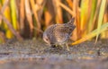 Spotted Crake - Porzana porzana - juvenile Royalty Free Stock Photo