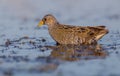 Spotted Crake - Porzana porzana - adult bird Royalty Free Stock Photo