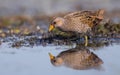 Spotted Crake - Porzana porzana - adult bird Royalty Free Stock Photo
