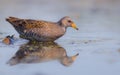 Spotted Crake - Porzana porzana - adult bird Royalty Free Stock Photo