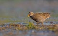 Spotted Crake - Porzana porzana - adult bird Royalty Free Stock Photo