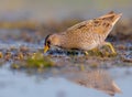 Spotted Crake - Porzana porzana - adult bird Royalty Free Stock Photo