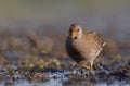 Spotted Crake - Porzana porzana - adult bird Royalty Free Stock Photo