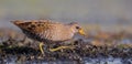 Spotted Crake - Porzana porzana - adult bird Royalty Free Stock Photo
