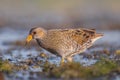 Spotted Crake - Porzana porzana - adult bird Royalty Free Stock Photo