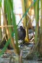 Spotted Crake or Porzana porzana bird Royalty Free Stock Photo