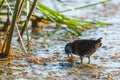 Spotted Crake or Porzana porzana bird Royalty Free Stock Photo