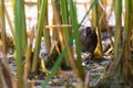 Spotted Crake or Porzana porzana bird Royalty Free Stock Photo